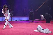 Hunde von Gina Giovanni